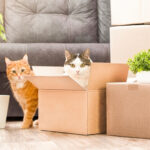 two cats kept safe during move