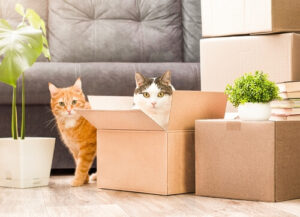 two cats kept safe during move